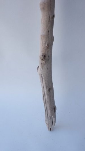 画像2: 枝流木