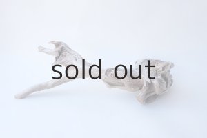 画像6: 変形流木