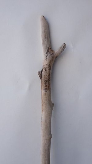 画像4: 枝流木
