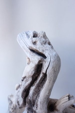 画像5: 変形流木