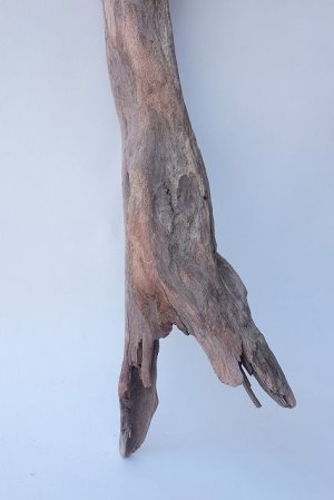画像2: 変形流木
