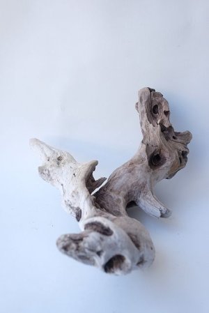 画像11: 変形流木