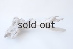 画像5: 変形流木