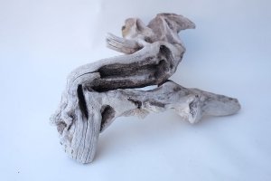 画像10: 変形流木