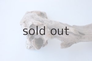 画像8: 変形流木