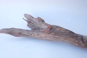 画像6: 変形流木