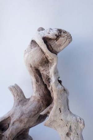 画像4: 変形流木