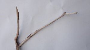画像5: 枝流木