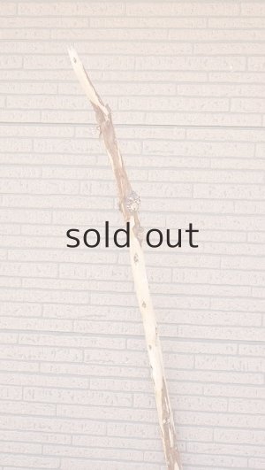 画像6: 棒流木・長尺