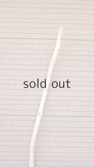 画像4: 棒流木・長尺