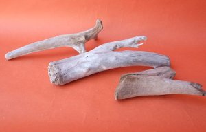 画像5: 流木根セット