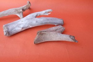 画像7: 流木根セット