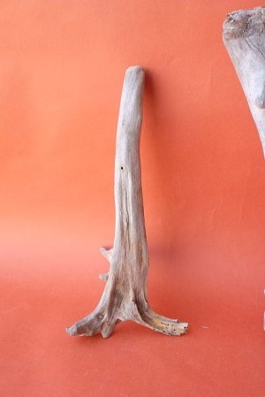 画像2: 流木根セット