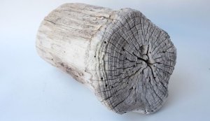 画像10: その他の流木・切り株