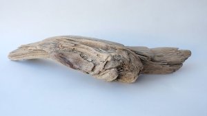 画像5: 変形流木