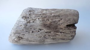 画像8: その他の流木・切り株