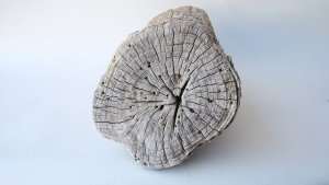 画像9: その他の流木・切り株