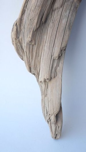 画像2: 変形流木