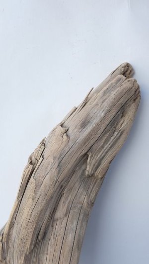 画像3: 変形流木