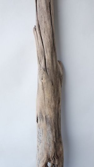 画像3: 変形流木・中型