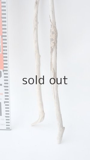 画像6: 枝流木セット