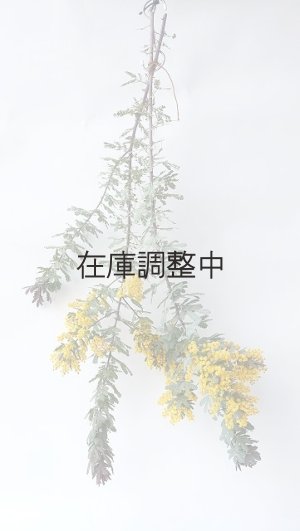画像3: Dry plants for decor ミモザ生切り枝（アカシア）タイプ700〜1000mm
