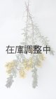 Dry plants for decor ミモザ生切り枝（アカシア）タイプ700〜1000mm