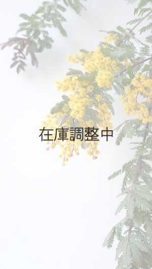 画像9: Dry plants for decor ミモザ生切り枝（アカシア）タイプ700〜1000mm