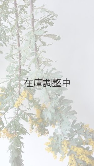 画像8: Dry plants for decor ミモザ生切り枝（アカシア）タイプ700〜1000mm