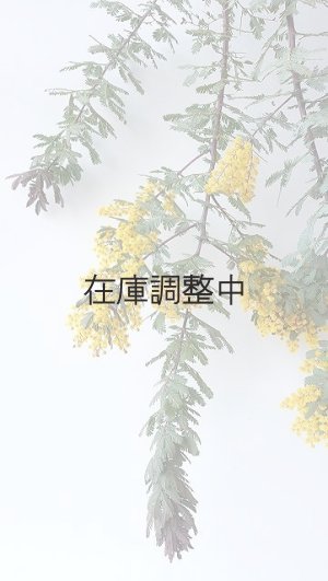 画像4: Dry plants for decor ミモザ生切り枝（アカシア）タイプ700〜1000mm