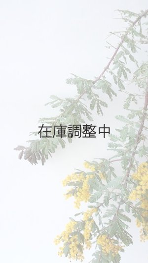 画像7: Dry plants for decor ミモザ生切り枝（アカシア）タイプ700〜1000mm