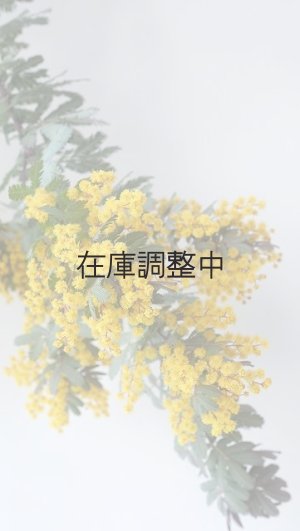 画像10: Dry plants for decor ミモザ生切り枝（アカシア）タイプ700〜1000mm