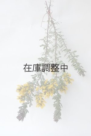 画像2: Dry plants for decor ミモザ生切り枝（アカシア）タイプ700〜1000mm