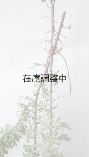 画像6: Dry plants for decor ミモザ生切り枝（アカシア）タイプ700〜1000mm