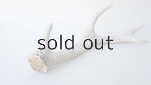 画像6: デコール用二ホンジカの角＊outlet＊