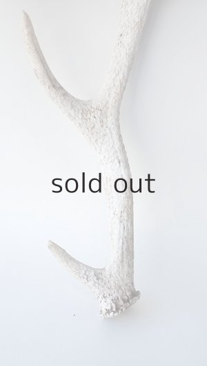 画像2: デコール用二ホンジカの角＊outlet＊