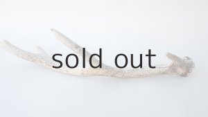 画像4: デコール用二ホンジカの角＊outlet＊