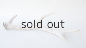 画像5: デコール用二ホンジカの角＊outlet＊