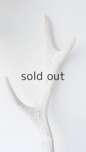 画像3: デコール用二ホンジカの角＊outlet＊