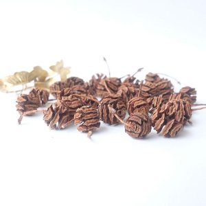 画像6: Dry plants for decor デコール用乾燥メタセコイアの球果（5個入）