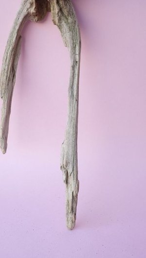 画像2: 変形流木