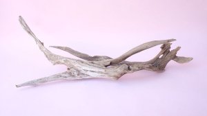 画像10: 変形流木