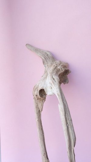 画像6: 変形流木