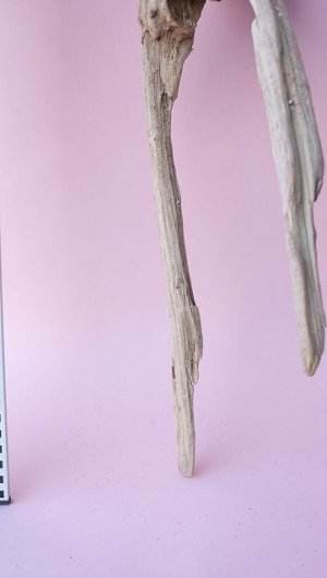 画像5: 変形流木