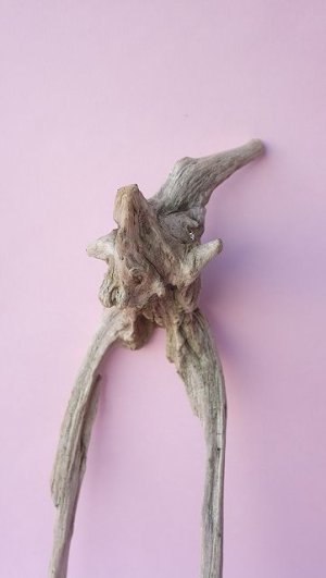 画像4: 変形流木