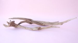 画像9: 変形流木