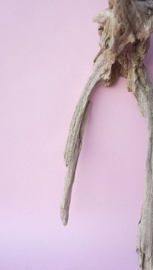 画像3: 変形流木