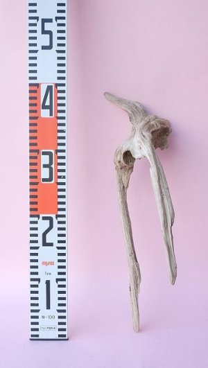 画像9: 変形流木