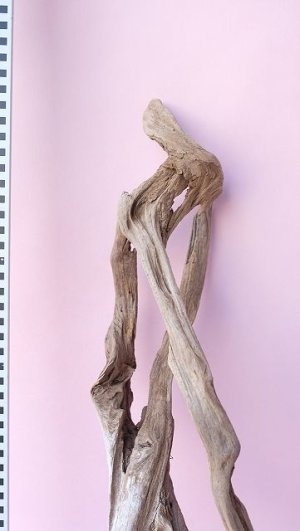 画像7: 変形流木