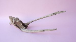 画像7: 変形流木